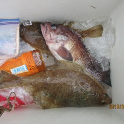 大進丸（新潟） 釣果