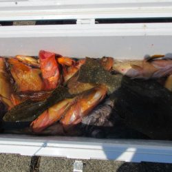 大進丸(新潟) 釣果