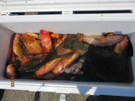 大進丸(新潟) 釣果