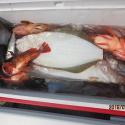 大進丸(新潟) 釣果