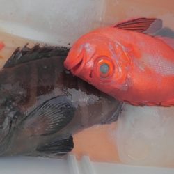 遊漁船 新鋭丸 釣果