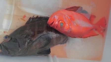 遊漁船 新鋭丸 釣果