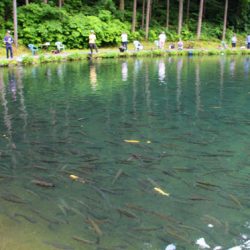 小菅トラウトガーデン 釣果