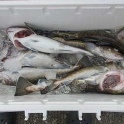 大進丸（新潟） 釣果