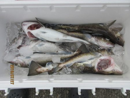 大進丸（新潟） 釣果