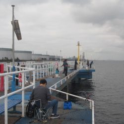オリジナルメーカー海づり公園(市原市海づり施設) 釣果