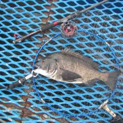 オリジナルメーカー海づり公園(市原市海づり施設) 釣果