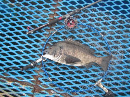 オリジナルメーカー海づり公園(市原市海づり…