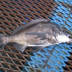 オリジナルメーカー海づり公園(市原市海づり施設) 釣果