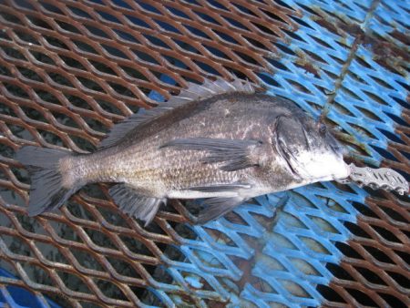 オリジナルメーカー海づり公園(市原市海づり…