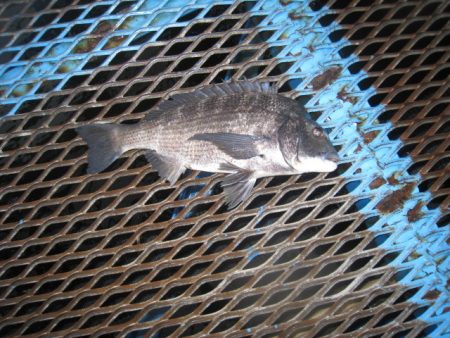 オリジナルメーカー海づり公園(市原市海づり…