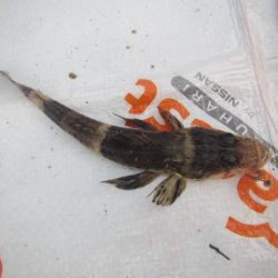 オリジナルメーカー海づり公園(市原市海づり施設) 釣果