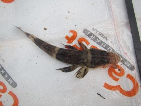 オリジナルメーカー海づり公園(市原市海づり施設) 釣果