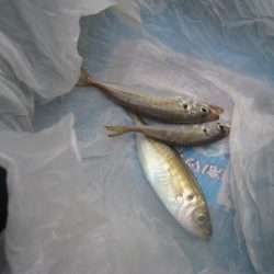 オリジナルメーカー海づり公園(市原市海づり施設) 釣果