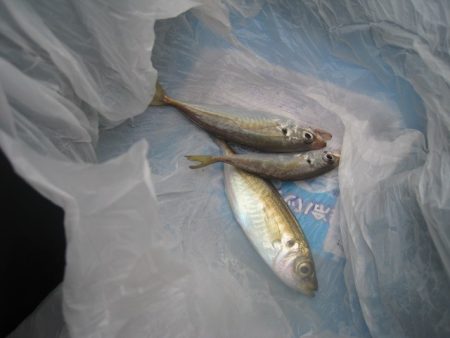 オリジナルメーカー海づり公園(市原市海づり施設) 釣果