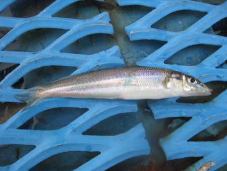 オリジナルメーカー海づり公園(市原市海づり施設) 釣果