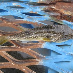 オリジナルメーカー海づり公園(市原市海づり施設) 釣果