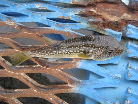 オリジナルメーカー海づり公園(市原市海づり施設) 釣果