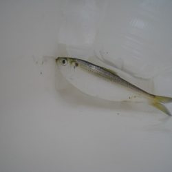 オリジナルメーカー海づり公園(市原市海づり施設) 釣果