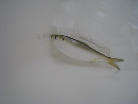 オリジナルメーカー海づり公園(市原市海づり施設) 釣果