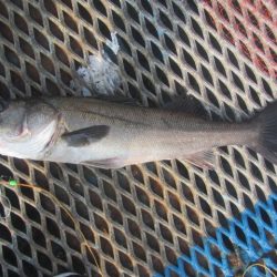 オリジナルメーカー海づり公園(市原市海づり施設) 釣果