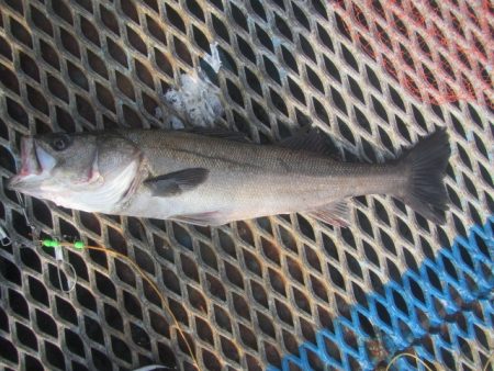 オリジナルメーカー海づり公園(市原市海づり施設) 釣果