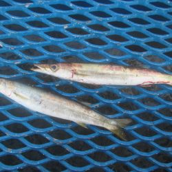 オリジナルメーカー海づり公園(市原市海づり施設) 釣果