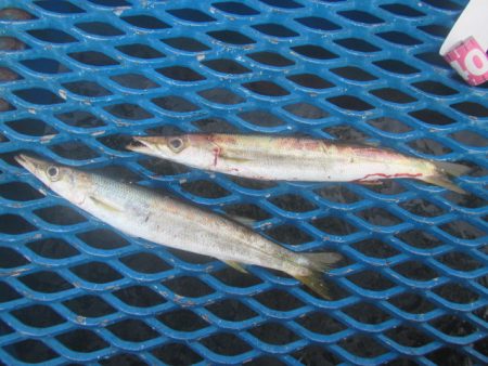 オリジナルメーカー海づり公園(市原市海づり施設) 釣果