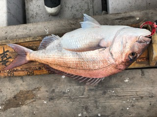 幸吉丸 釣果