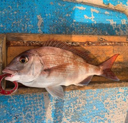 幸吉丸 釣果