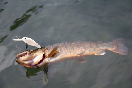 小菅トラウトガーデン 釣果
