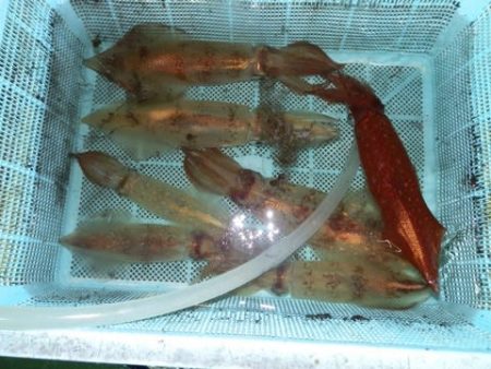 第二むつ漁丸 釣果