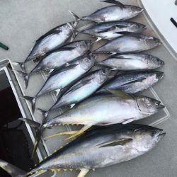 へいみつ丸 釣果