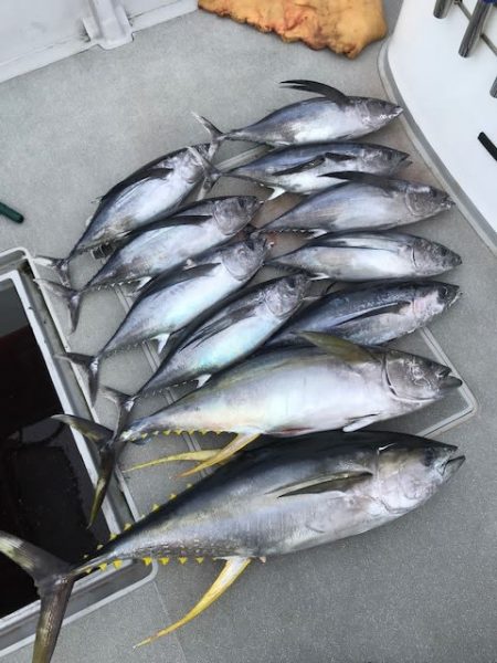 へいみつ丸 釣果