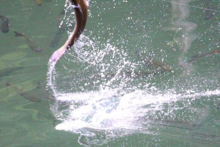 小菅トラウトガーデン 釣果