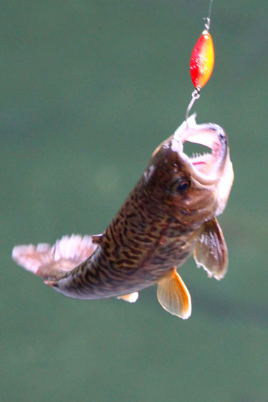 小菅トラウトガーデン 釣果