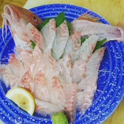 リトルワン 釣果