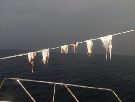 第二むつ漁丸 釣果