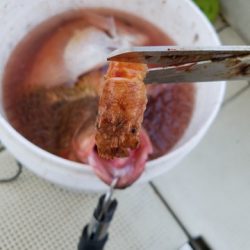 遊漁船 ニライカナイ 釣果