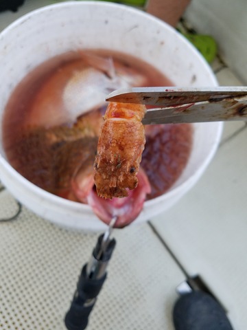 遊漁船 ニライカナイ 釣果