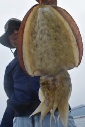 Fisherman Dreams DI 釣果