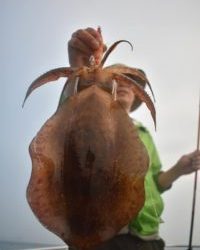 Fisherman Dreams DI 釣果