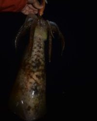 Fisherman Dreams DI 釣果