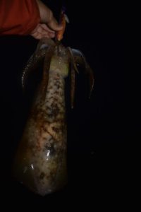 Fisherman Dreams DI 釣果