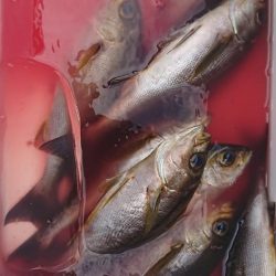 伊豆下田フィッシング 釣果