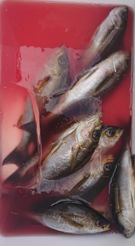 伊豆下田フィッシング 釣果