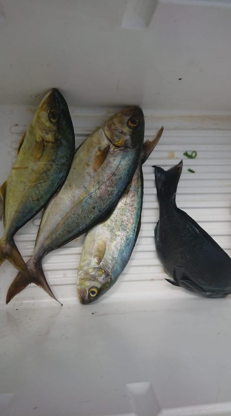 伊豆下田フィッシング 釣果