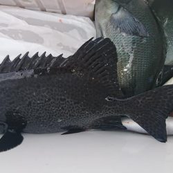 伊豆下田フィッシング 釣果