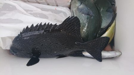 伊豆下田フィッシング 釣果