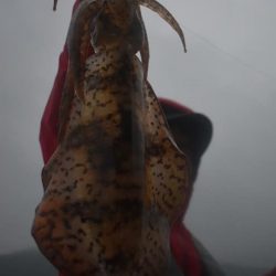 Fisherman Dreams DI 釣果